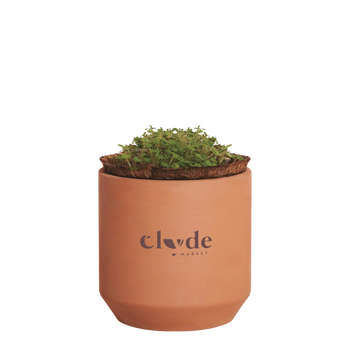 Modern Sprout® Mini Terracotta Herb Growing Kit