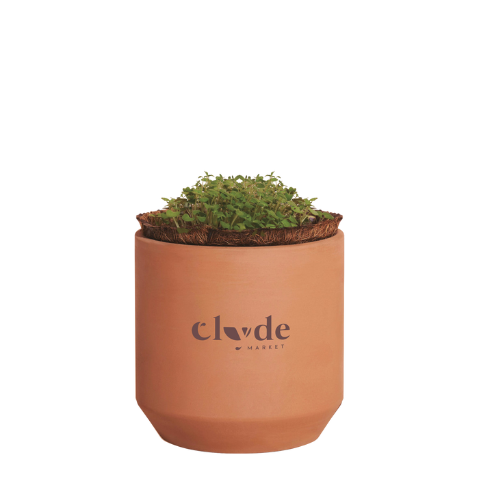  Modern Sprout® Mini Terracotta Herb Growing Kit