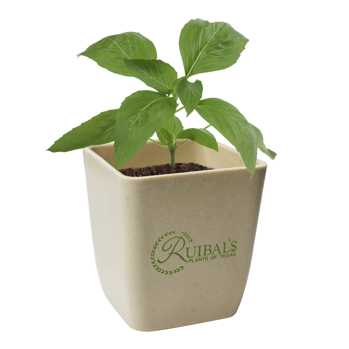 Planter Starter Best Selling Eco-Friendly, and Home Goods / Holden Promo