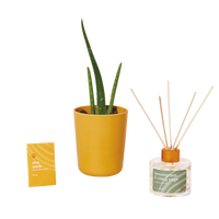 Mustard Modern Sprout® Aloe Growing Gift Set Thumb